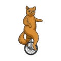 unicycle cat color sketch vector illustration