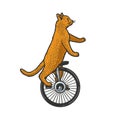 unicycle cat color sketch vector illustration