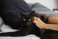 An unidentifiable woman wearing a silk nightgown lies in bed while caressing a black cat Royalty Free Stock Photo