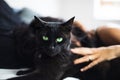 An unidentifiable woman wearing a silk nightgown lies in bed while caressing a black cat Royalty Free Stock Photo