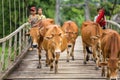 Unidentified Asian child labor tend cow on rice plantation, ox, children work Royalty Free Stock Photo