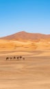 Unidentified Berber men leading a camel caravan