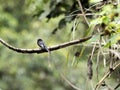Unidentified bird tropical forest Mindo, Ecuador