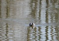 Unidentified bird on water surface Royalty Free Stock Photo
