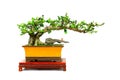 Unidentified bonsai plant