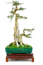 Unidentified bonsai plant