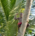 Unidentified boy of asmat people on the tree.