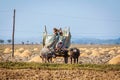 Unidentified Burmese peasant working in the field