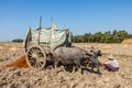 Unidentified Burmese peasant working in the field