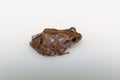 An unidentified bush frog from Chhattisgarh