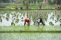 Unidentified Chinese farmers work rice field