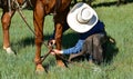 Cowboy hobbles horse during a roundup and branding Royalty Free Stock Photo