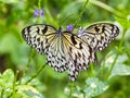 Cream and Black Butterflies