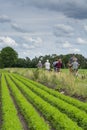 Unidentified family with seniors and children riding bicycles along carrot fields in Netherlands, traditional family outdoor