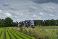 Unidentified family with seniors and children riding bicycles along carrot fields in Netherlands, traditional family outdoor