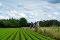 Unidentified family with seniors and children riding bicycles along carrot fields in Netherlands, traditional family outdoor