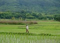 Unidentified farmer with long bamboo walking along green rice field