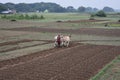 Indian farmer plowing his field with bullocks