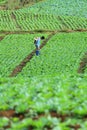 Unidentified farmer sprayer their cabbage field, Petchabun, Thailand Royalty Free Stock Photo