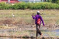 Unidentified farmer walking on paddy filed Royalty Free Stock Photo