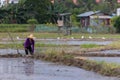 Unidentified farmer walking on paddy filed Royalty Free Stock Photo