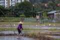 Unidentified farmer walking on paddy filed Royalty Free Stock Photo