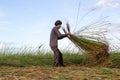 Unidentified farmers harvest cyperus malaccensis in Nga Son, Thanh Hoa, Vietnam