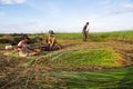 Unidentified farmers harvest cyperus malaccensis in Nga Son, Thanh Hoa, Vietnam