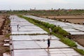 An unidentified farmers are harvesting salt