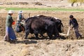 Farmers ploughing agricultural lands with yaks - Ti Royalty Free Stock Photo