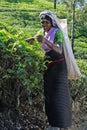 Unidentified female tea picker in tea plantation in Nuwara Eliya, Sri Lanka.