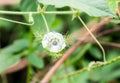 Unidentified flower from a garden in Ado Ekiti Nigeria