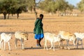 Unidentified Fulani boy in colored clothes grazes cows. Fulanis