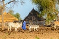 Unidentified Fulani boy grazes cows. Fulanis (Peul) are the lar