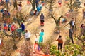 An unidentified girl wearing traditional dress ao dai buying peach blossoms in a flower market. Flower markets are held annually