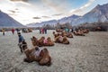 Unidentified group of tourists come to visit sand dune of Nubra for Riding Camels