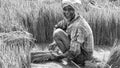 Unidentified group of women transplanted rice shoots they plant the new crop in the rice paddy