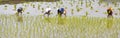 Unidentified group of women transplanted rice shoots they plant the new crop in the rice paddy