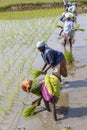 Unidentified group of women transplanted rice shoots they plant the new crop in the rice paddy