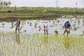 Unidentified group of women transplanted rice shoots they plant the new crop in the rice paddy