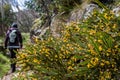 Wildflowers and hiker on Mount Hotham, Victorian Alps, Australia Royalty Free Stock Photo