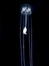 Unidentified jellyfish species at night in the ocean. Royalty Free Stock Photo