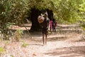 Unidentified local boy carries some bush in a village of the Ca