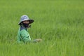 Unidentified local farmers are work hard at paddy field