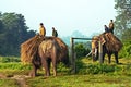 Unidentified local people are carrying hay on elephants