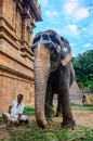 An unidentified man sits next to an elephant.