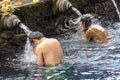 Unidentified man and woman Pura Tirta Empul temple Royalty Free Stock Photo