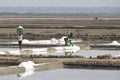 Unidentified man workers picking up, collecting the salt, in big salt fields, manual labour, organic agriculture, very hard job