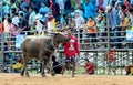 The unidentified men control their buffalo for running in a racing sport