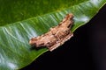 Unidentified moth on green leaf